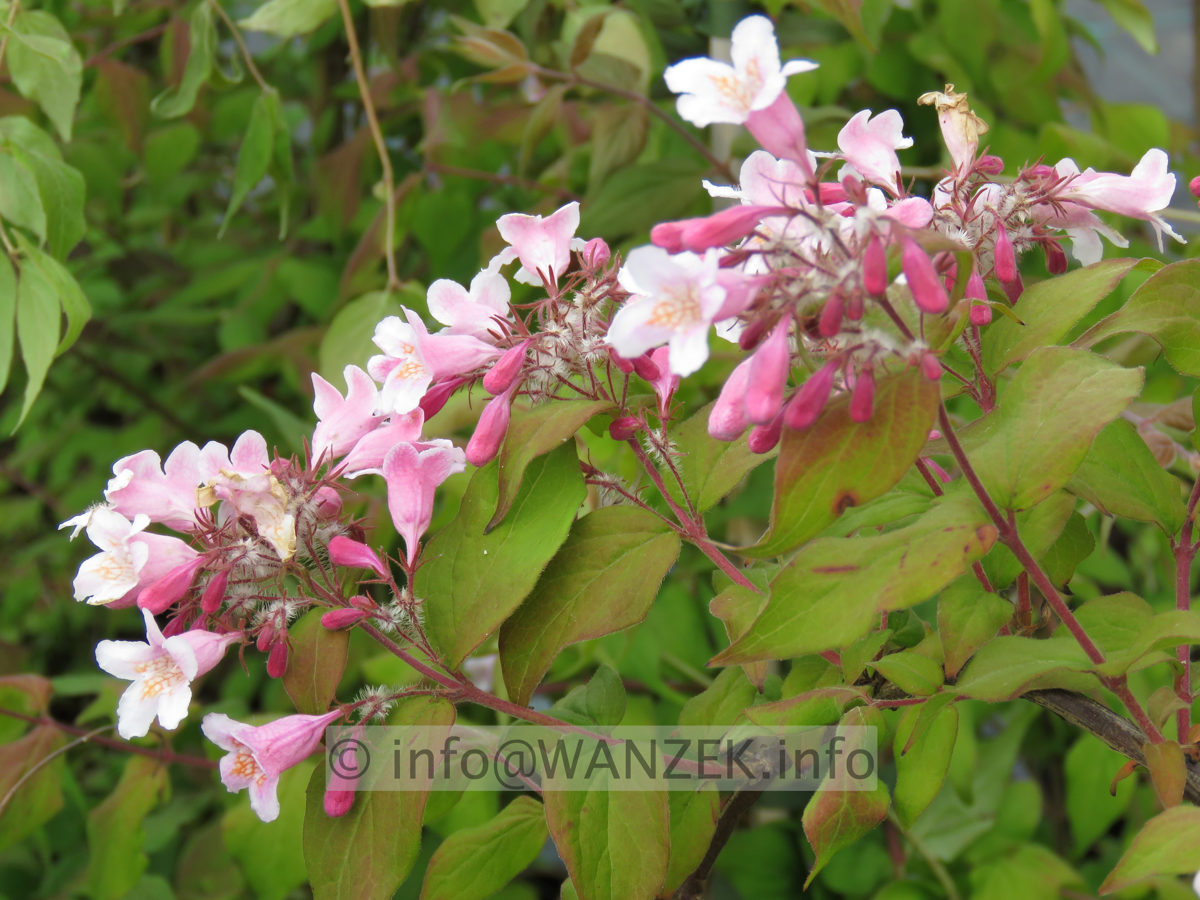 Kolkwitzia amabilis 01.JPG